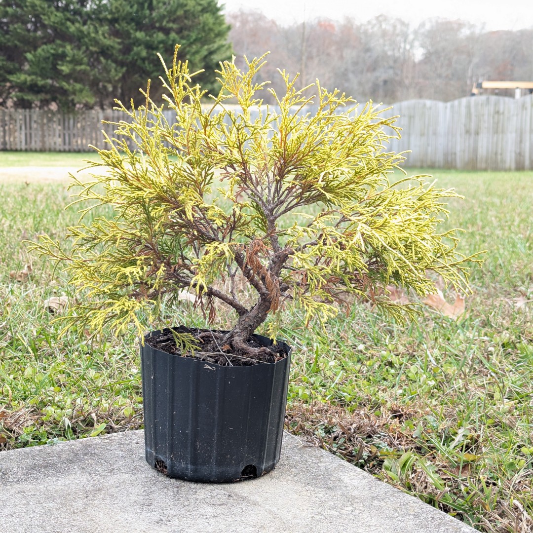 golden mop cypress