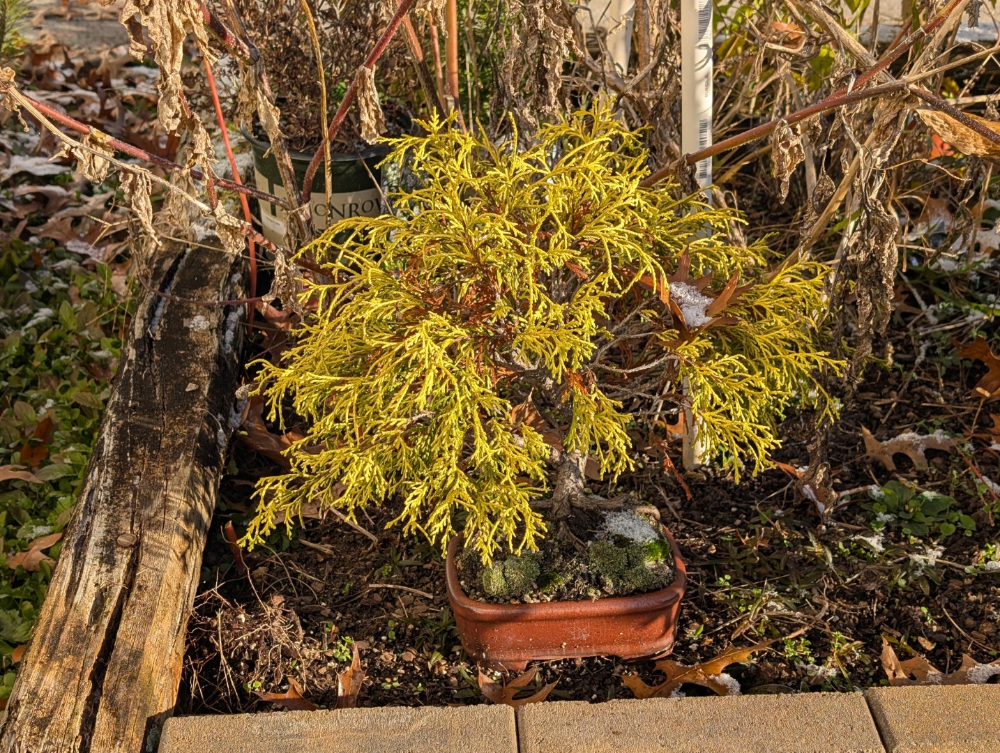 golden mop cypress