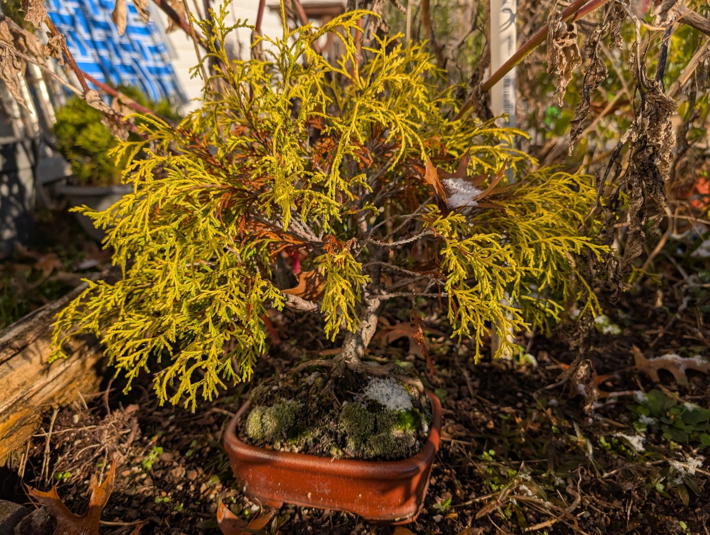 golden mop cypress