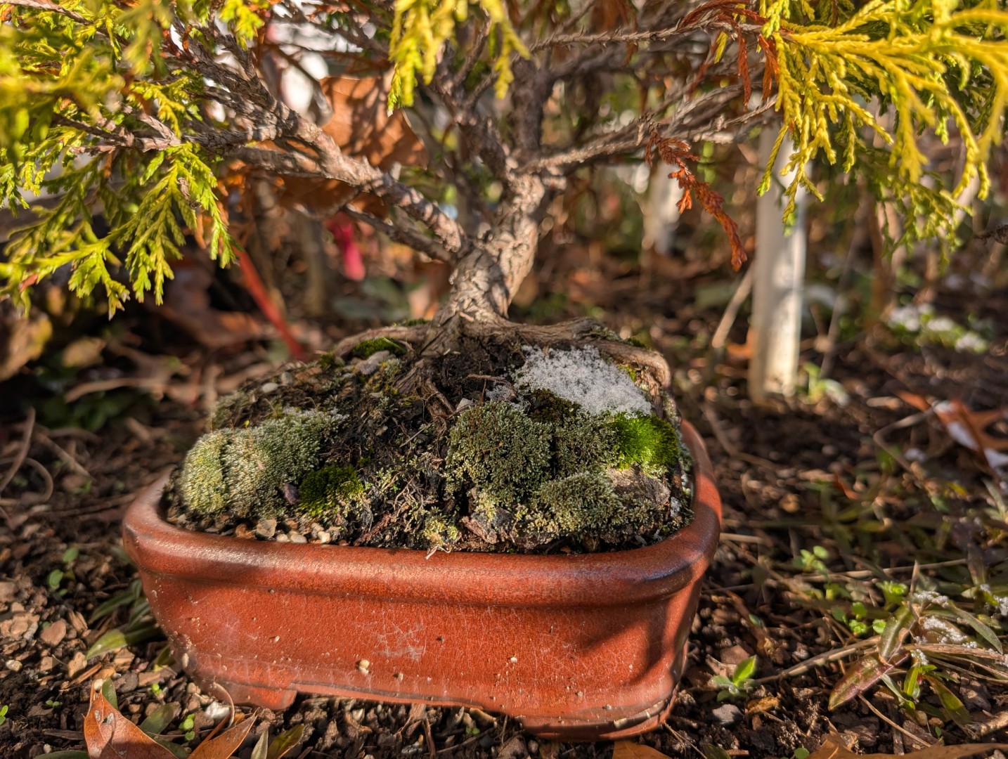 golden mop cypress