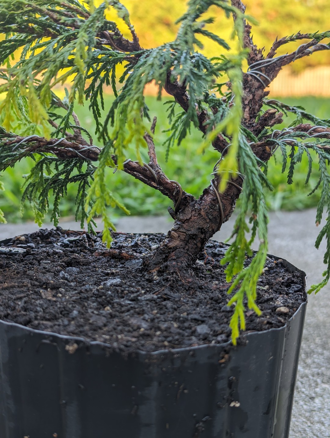 golden mop cypress