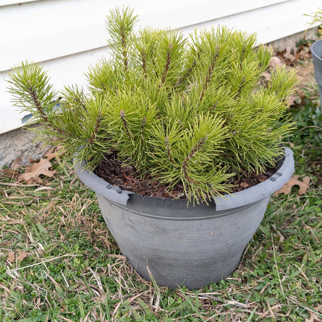 mugo pine