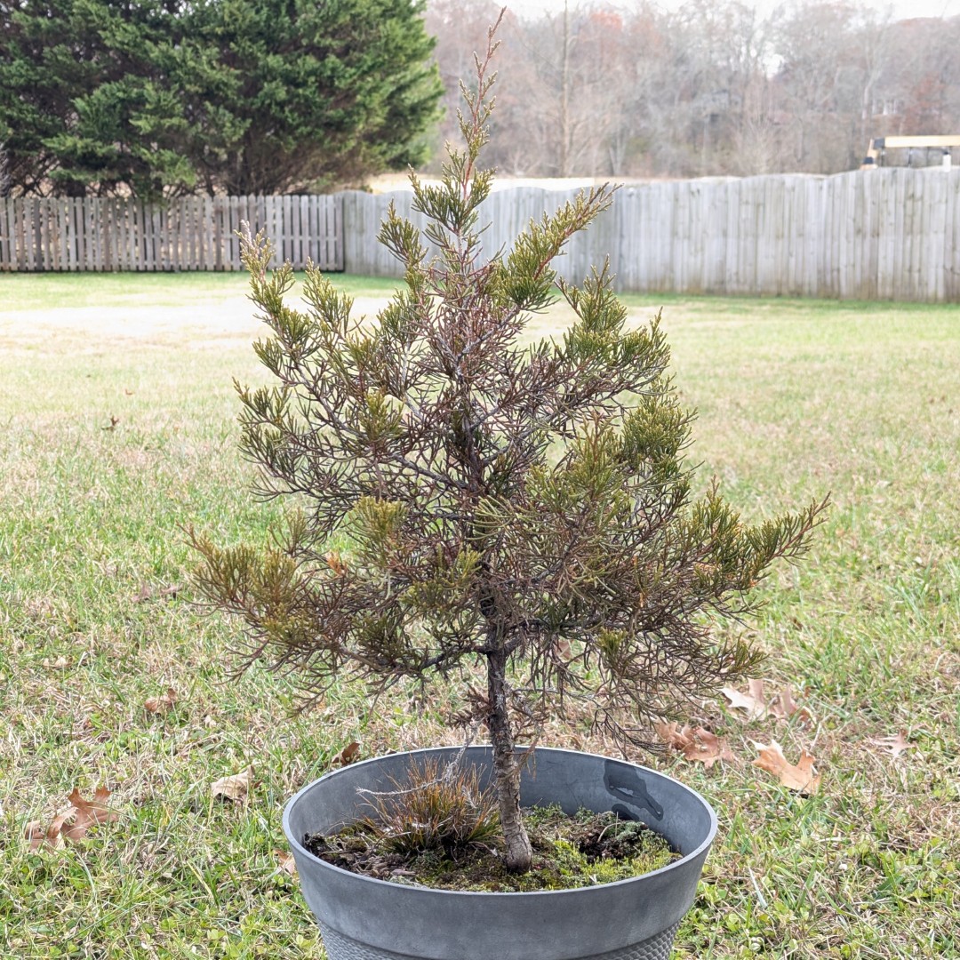 eastern red cedar