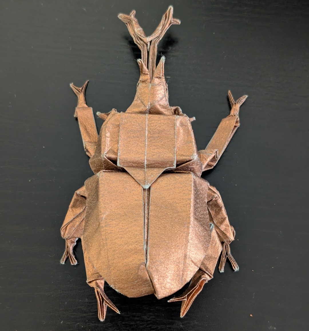 helmet beetle